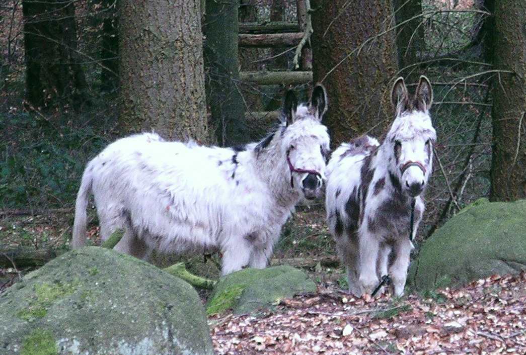 Die Esel Rasmus und Lobosch